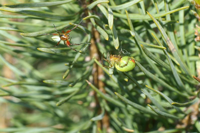 Araniella_cucurbitina_D2980_Z_88_NP De Hoge Veluwe_Nederland.jpg
